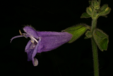 Salvia przewalskii RCP9-06 033.jpg